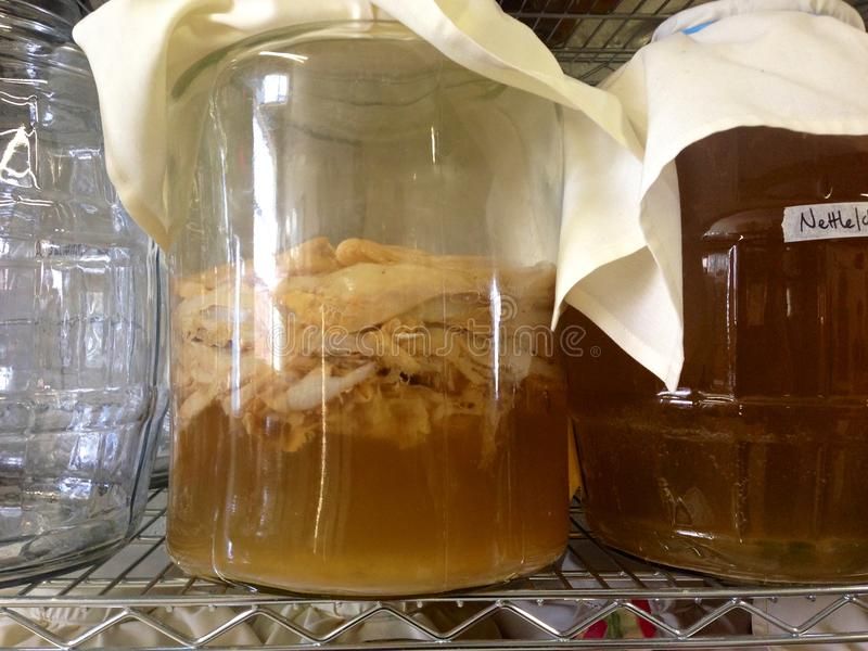 Mère de Kombucha bocal