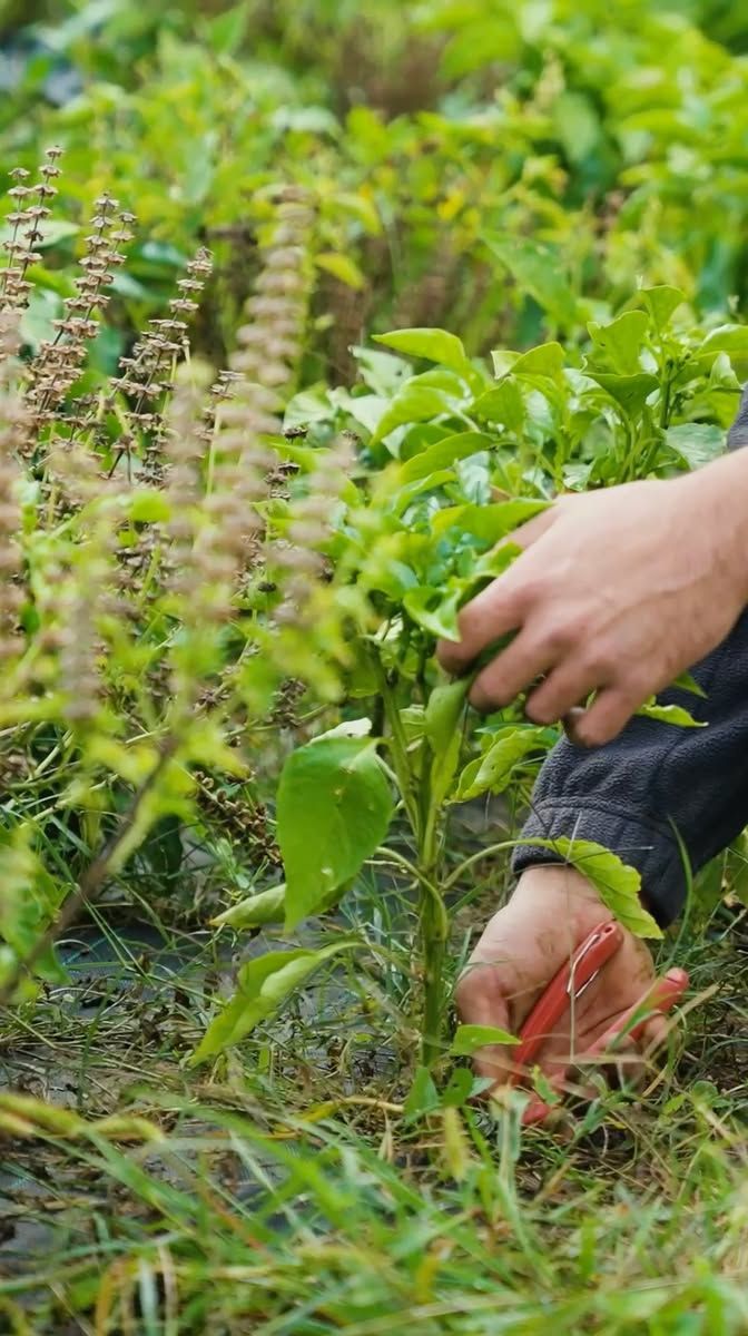 cultiver un poivrier