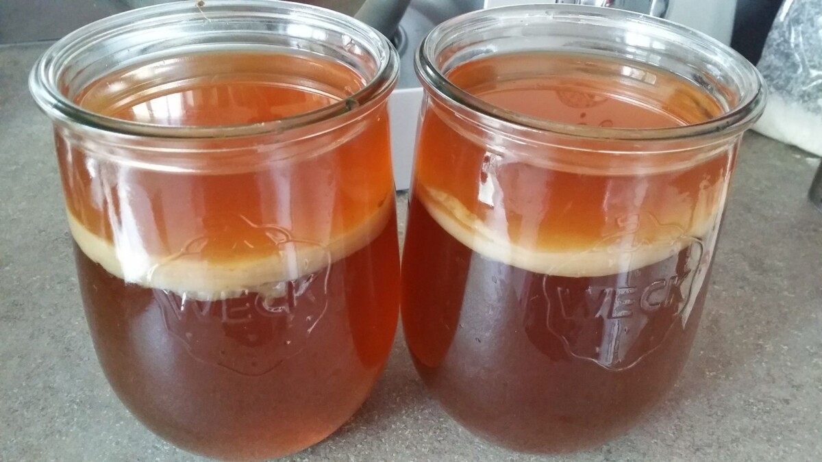 Mère de Kombucha bocal