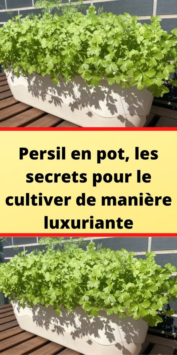 Planter un poivrier potager