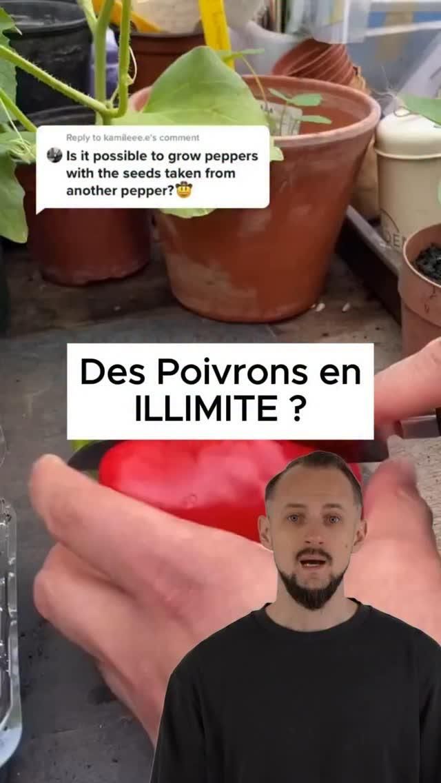 Planter un poivrier potager