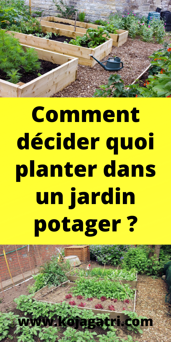 cultiver un poivrier