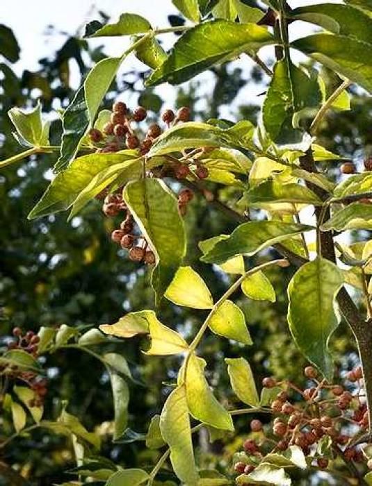 cultiver un poivrier