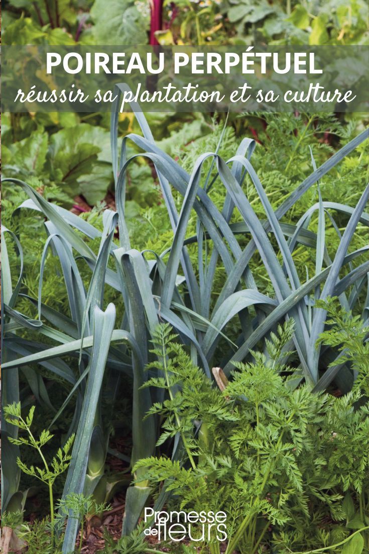 Planter un poivrier potager