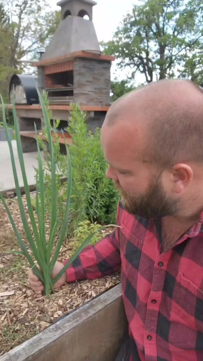 Planter un poivrier potager