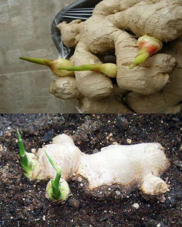 Racine de gingembre frais