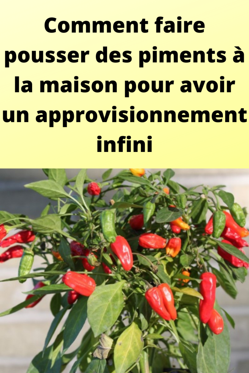 cultiver un poivrier