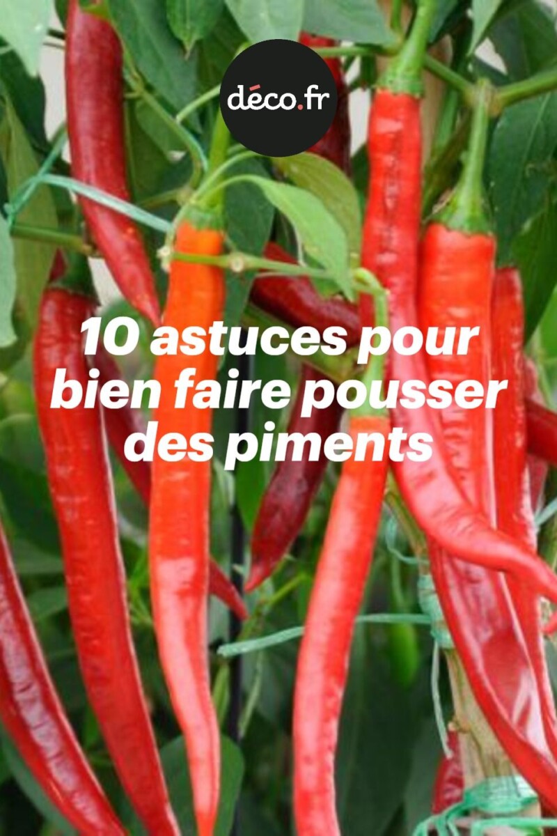 Planter un poivrier potager