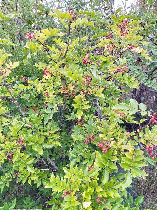 cultiver un poivrier