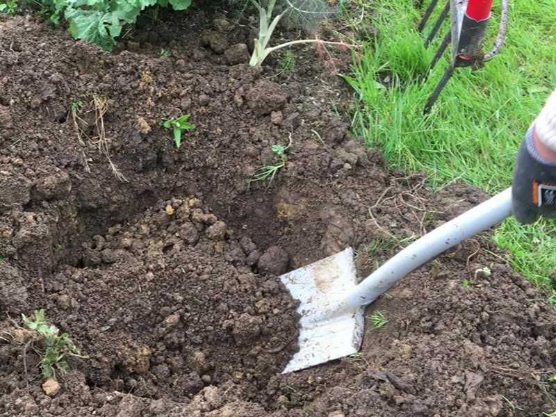 Planter un poivrier potager