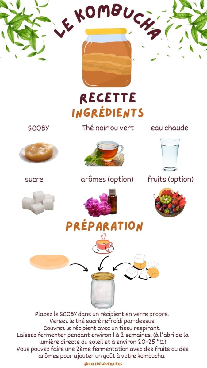 Mère de Kombucha bocal