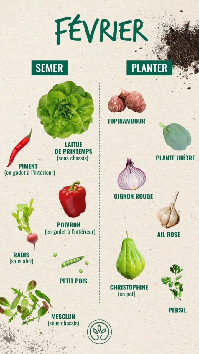 cultiver un poivrier