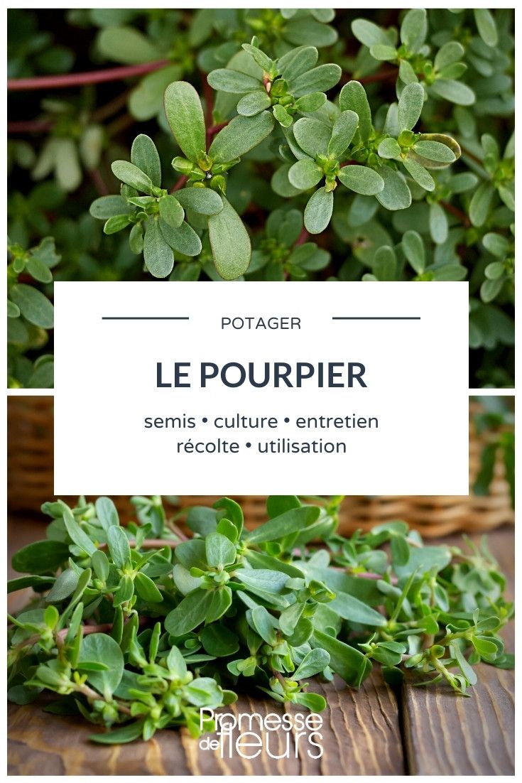 Planter un poivrier potager