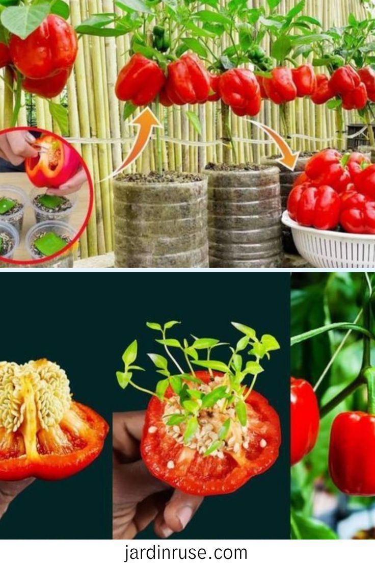 cultiver un poivrier