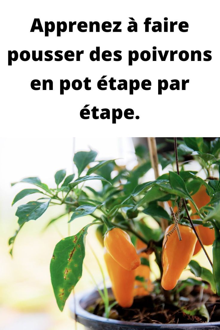 cultiver un poivrier