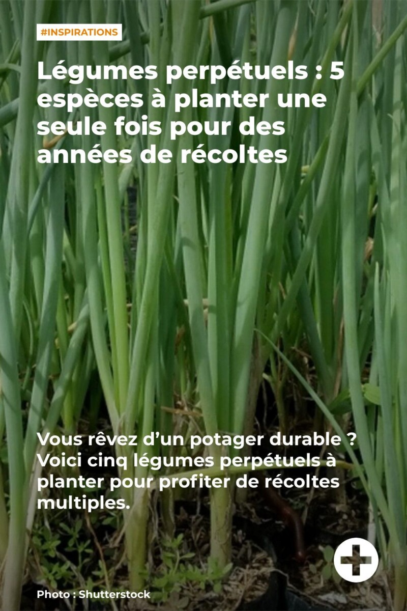 cultiver un poivrier