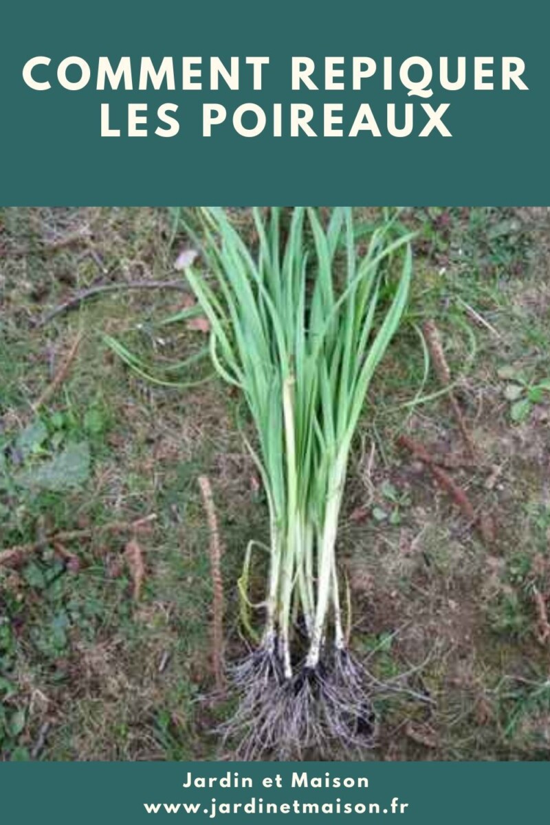 Planter un poivrier potager