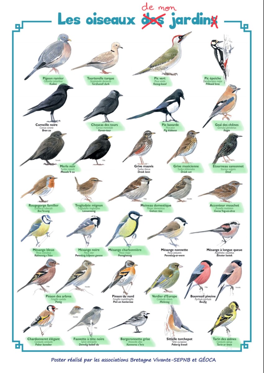 Langue d'oiseau plat végétarien