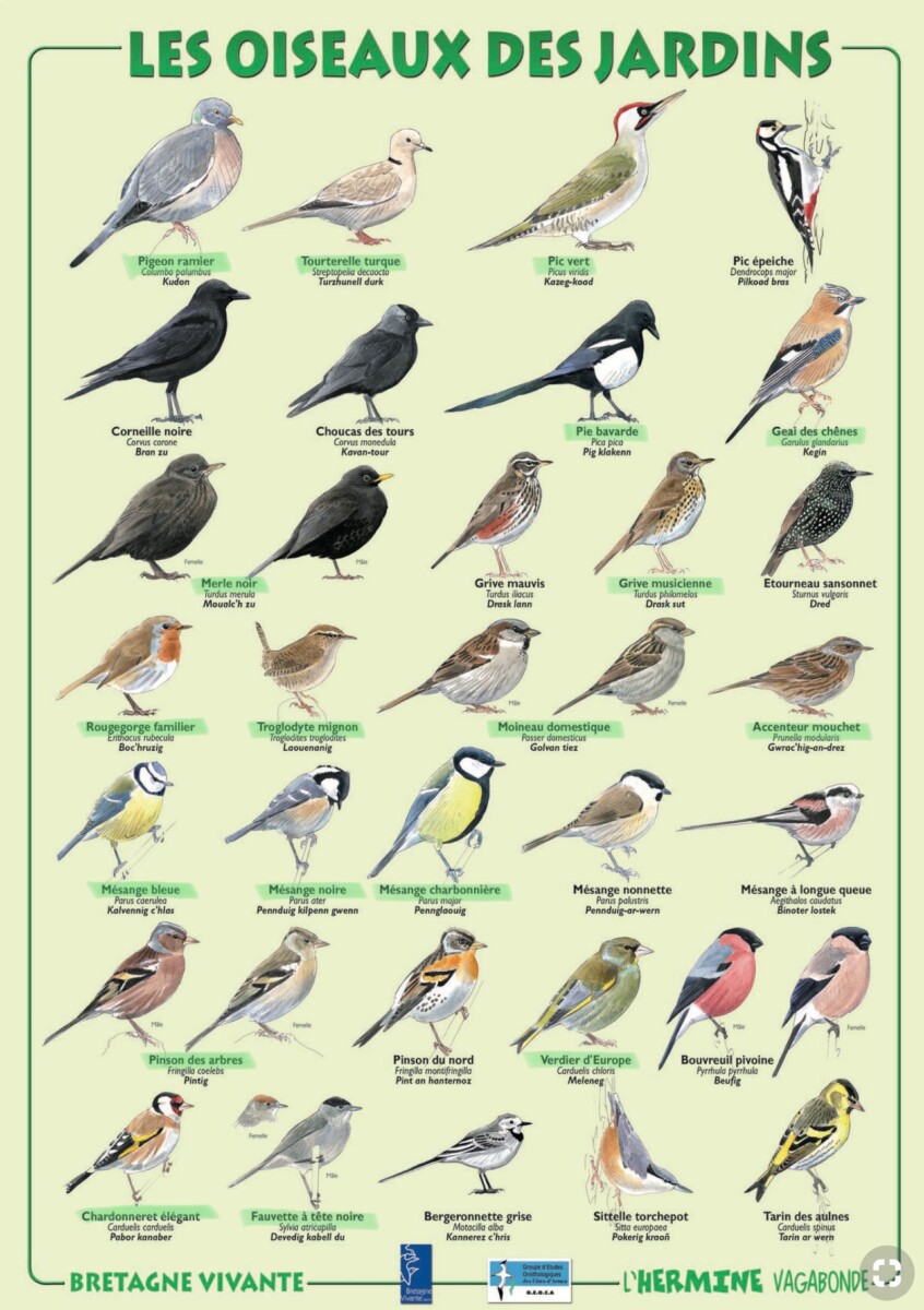 Plat langue d'oiseau végétarien