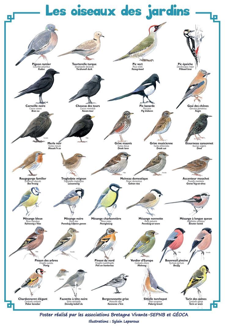 Langue d'oiseau plat végétarien